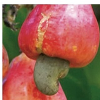 Produits oléagineux exportés par Étoile Logistique