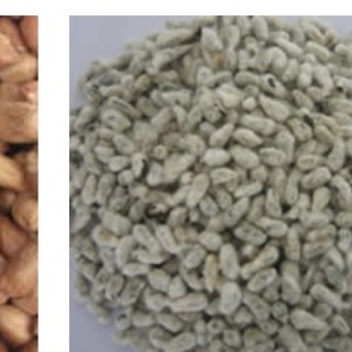 Grain de coton